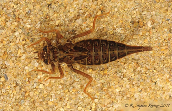 Phanogomphus australis, nymph